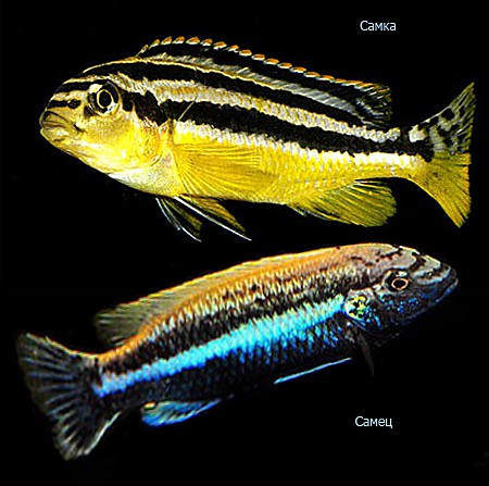  Ауратус (Melanochromis auratus)